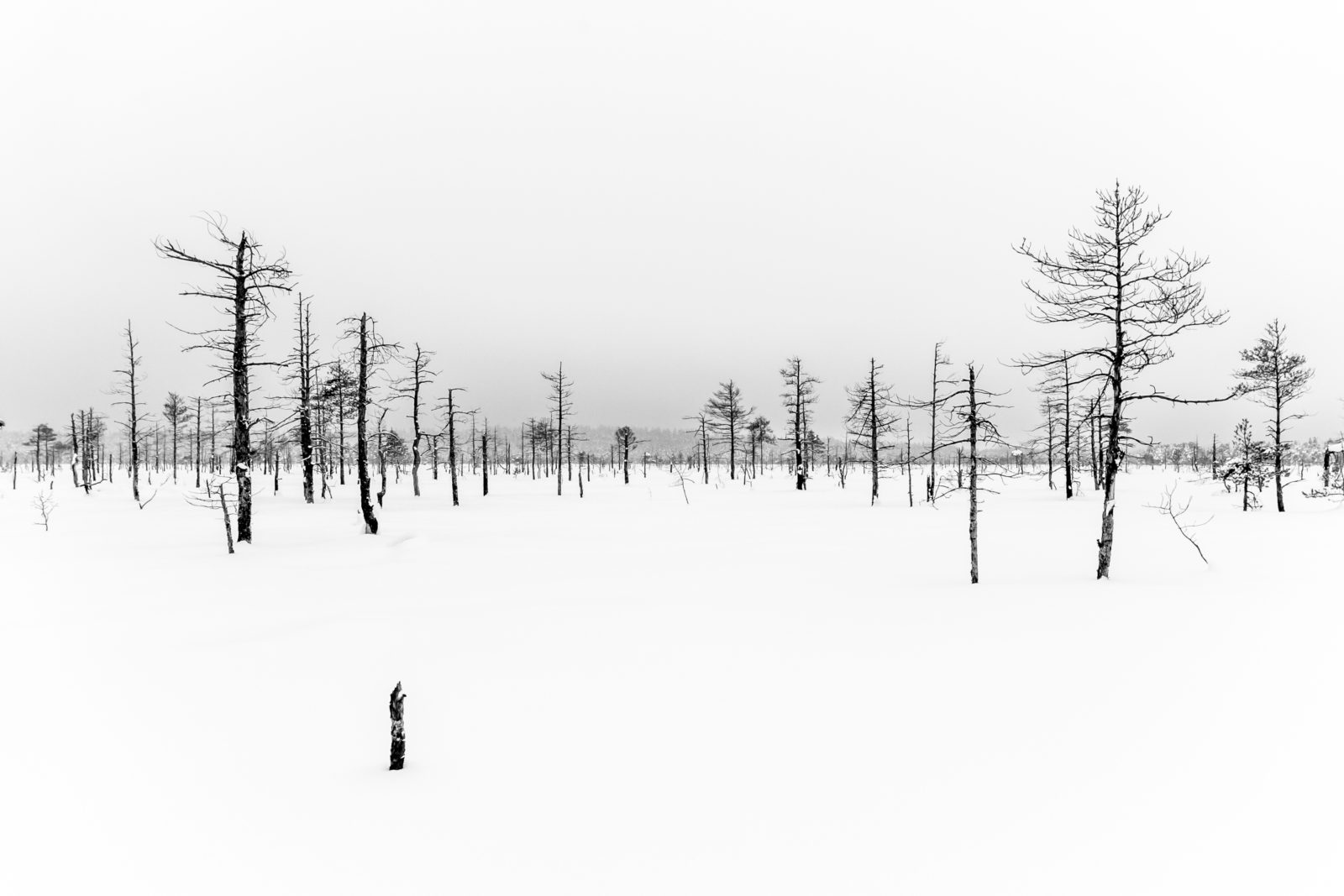 Saku raba