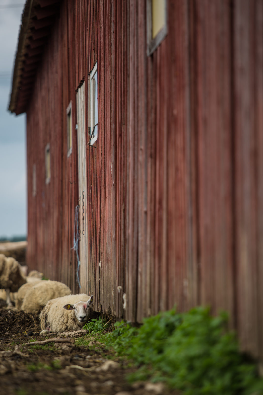 Avatud talude päeval lammas kuuri nurgas maas