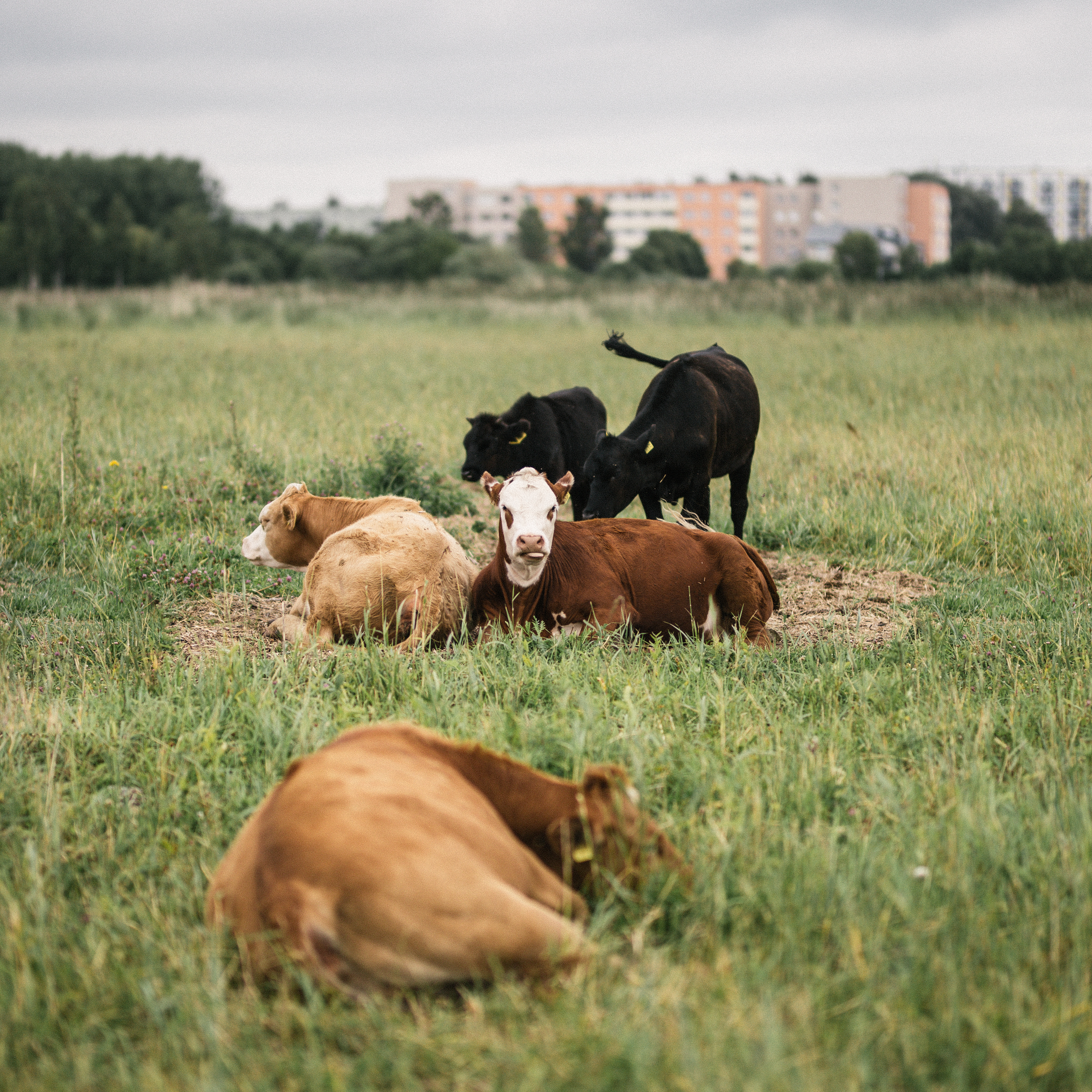 lehmad Pärnus